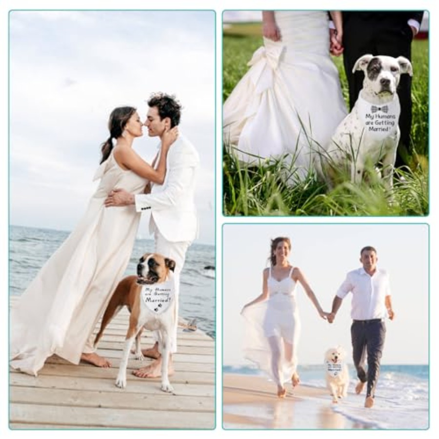 Blank Dog Bandanas Large-1PCS, - Bandana Blank White のレビューと価格