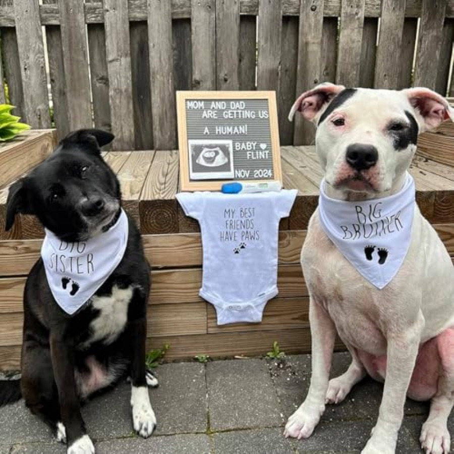 Blank Dog Bandanas Large-1PCS, - Bandana Blank White のレビューと価格